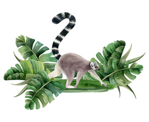 Tropical lemur walking in monstera palm leaves watercolor illustration isolated on white background. Funny realistic Madagascar jungle animal monkey with long striped tail © Elena Malgina