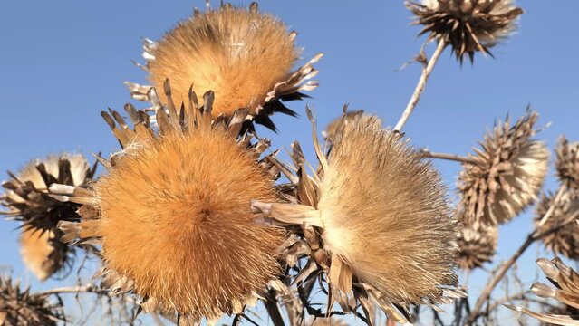 Large dried thistle flowers (Carduus) on Californian slopes.