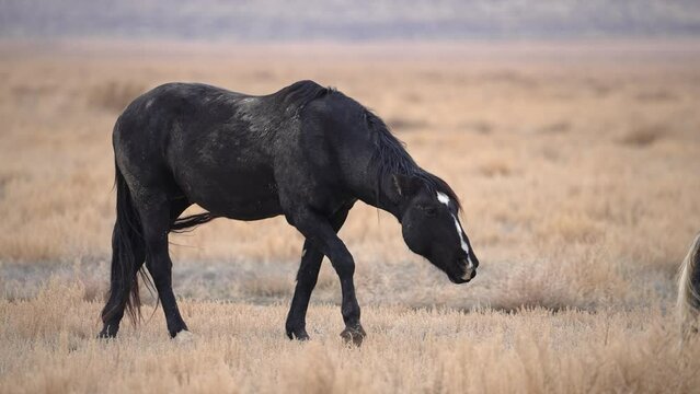 Black stallion mustang walking through the Utah desert in slow motion.