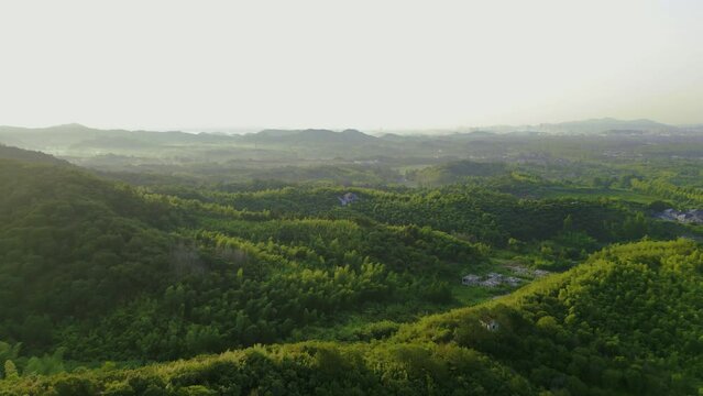 Bamboo forest landscape taken on top of Moganshan mountain.