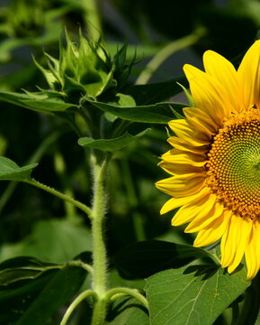 Sunflower in sunlight close-up in sunflower field	