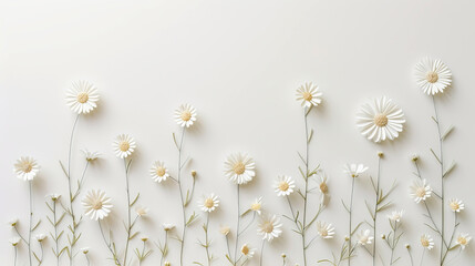 white daisies on a white background top view - obrazy, fototapety, plakaty