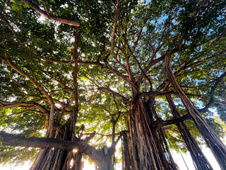 Banyan tree in Hawaii. Mesmerising and tall banyan tree on Oahu Island in Hawaii. Huge tree trunks and clear and fresh green leaves. Beautiful nature of this volcanic landscapes.