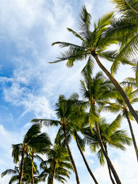 Palm trees on the blue sky background with white fluffy clouds for copy. A photo of palm trees on the blue sky background with white fluffy clouds. Perfect for copy space, resort or vacation pictures.