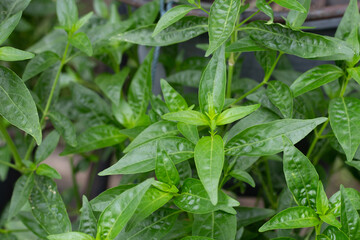 Andrographis paniculata plant in the garden