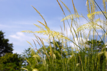 Grass flowers with blue sky