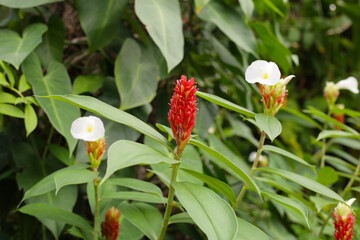Indian head ginger, Costus speciosus