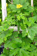 Bitter gourd plant with flower