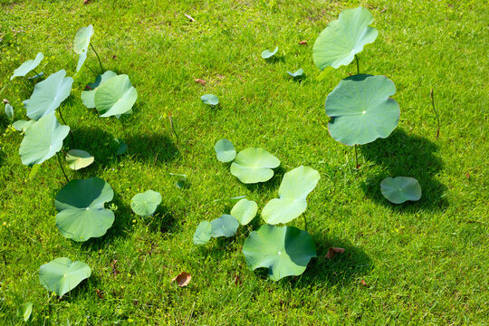 Green leaf of lotus flower