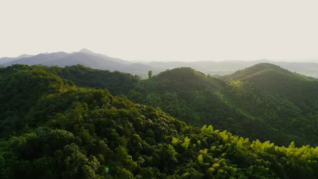 Bamboo forest landscape taken on top of Moganshan mountain.