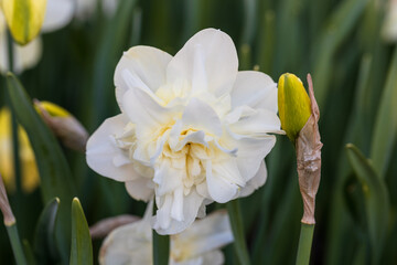 White flower of daffodil Narcissus cultivar Obdam from Double Group © Olga Seyfutdinova 
