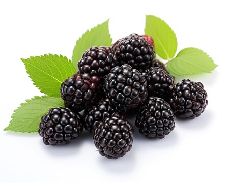 Blackberry , blank templated, rule of thirds, space for text, isolated white background