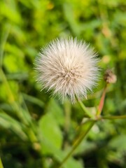 dandelion head