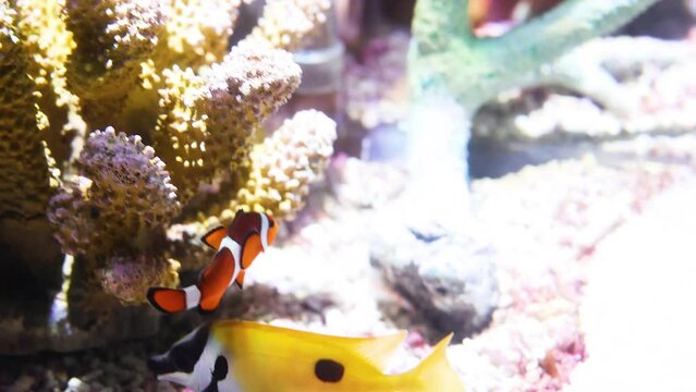 Tropical Fish Swimming Around Coral