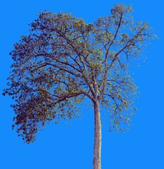 green tree on isolated background