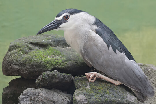 A black-crowned night heron was resting on a rock covered in moss on the river bank. This bird has the scientific name Nycticorax nycticorax.