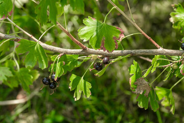 Porzeczko-agrest gałązka z owocami i liście z bliska