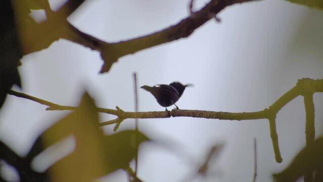 A beautiful tiny bird is dancing on the branch of a mango tree with yellow leaves in summer
