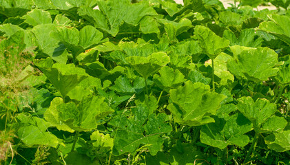 Fototapeta na wymiar Zielone liście cukinii, uprawa z bliska