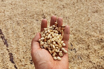 Dried coffee beans in hand