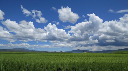 Fototapeta na wymiar The stark contrast between the bright green paddy fields and the deep blue sky with fluffy white clouds adding a touch of drama to the landscape. A striking example of natures