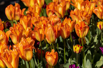 orange tulips blooming in a garden