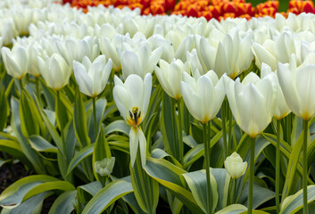 white tulips blooming in a garden