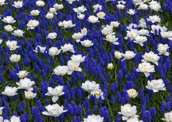 White tulips and blue muscari blooming in a garden