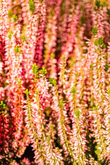 Calluna vulgaris, scotch heather near Bad Griesbach, Bavaria, Germany