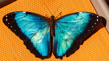 Macro of Morpho helenor, Helenor blue morpho butterfly, on a sunny summer day