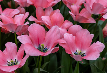 Pink tulip called Bella Blush, Darwinhybrid group. Tulips are divided into groups that are defined by their flower features