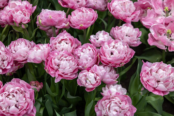 Pink tulip called 60-SW-05-1 Double Early group. Tulips are divided into groups that are defined by...