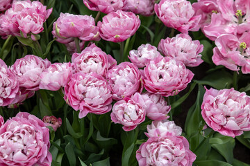 Pink tulip called 60-SW-05-1 Double Early group. Tulips are divided into groups that are defined by their flower features