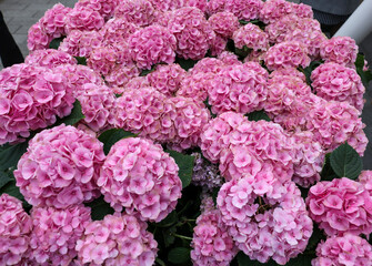 Blooming pink garden hydrangeas