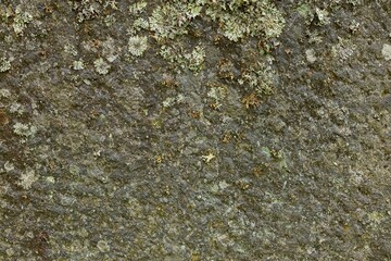 Closeup of stone with moss plant texture in nature.