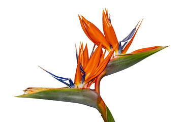 Blossom of a crane flower isolated on transparent background, Strelitzia reginae