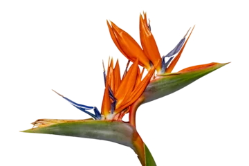Foto op Canvas Blossom of a crane flower isolated on transparent background, Strelitzia reginae © Robert Knapp