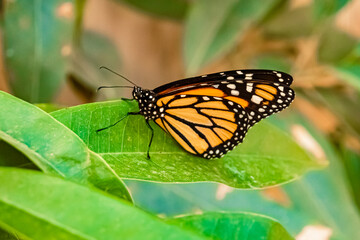 Macro of Danaus plexippus, monarch butterfly, on a sunny summer day