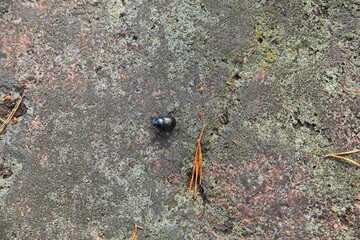 Dung beetle (scarabaeoidea) moving over rock surface.