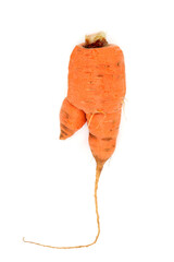 Forked carrot vegetable. Twisted shape caused by pythium fungus or soil filled with small rocks. Health food high in fiber, beta carotene, vitamin A, K and calcium.