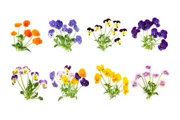 Pansy flower plant collection in various colors on white background. Used in floral food decoration, herbal medicine, treats dandruff, cradle cap, skin disorders, psoriasis, acne.