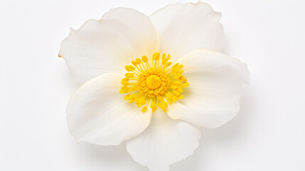 A white and yellow flower on a white background. - Powered by Adobe
