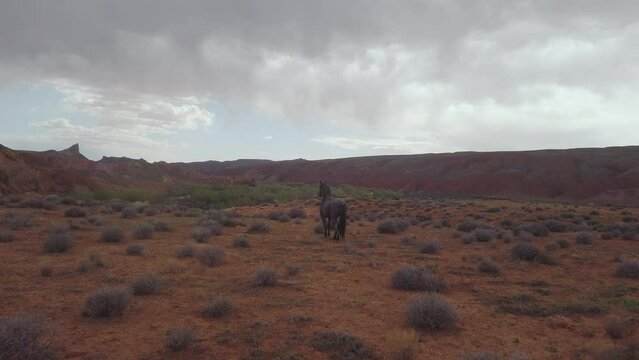 Slow Motion walking to wild horse in Utah Desert