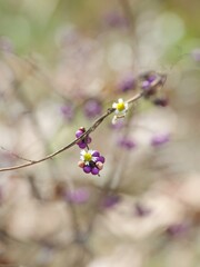 紫式部と小さな花