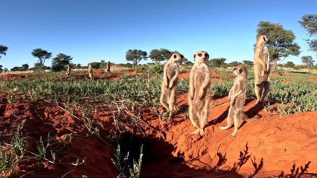 Ground-level close-up view of Meerkats getting a fright and retreating into their burrow, Southern Kalahari.