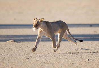 A female lioness running across the plain.