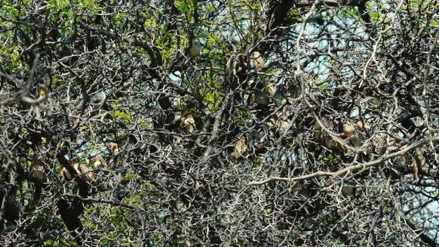 Flock of Red-billed Quelea roosting in a thorny tree with some leaves. Branches and twigs are densly packed with birds. Every now and then a bird flutters up and settles somewhere else.