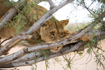 A lion with large dangerous eyes camouflaged in a tree. Looking as it is stalking it's prey.