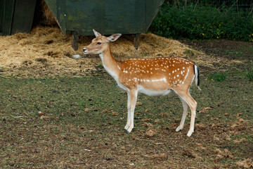 Sika or spotted deer in Denmark.