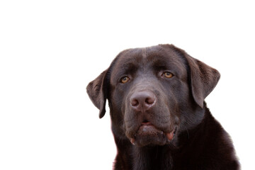 Portrait of a dog chocolate labrador retriever, concentrated purposeful look of the animal.